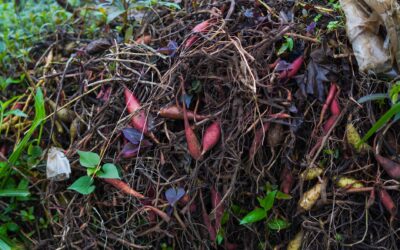 How to use kitchen scraps and yard waste to enrich your soil naturally