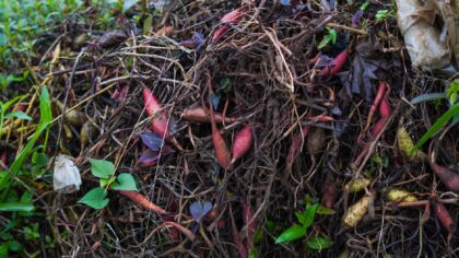 How to use kitchen scraps and yard waste to enrich your soil naturally