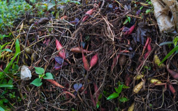 How to use kitchen scraps and yard waste to enrich your soil naturally