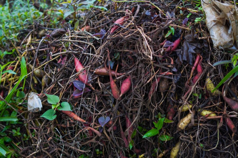 Backyard compost pile