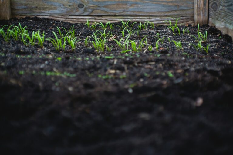 Mulch around vegetable
