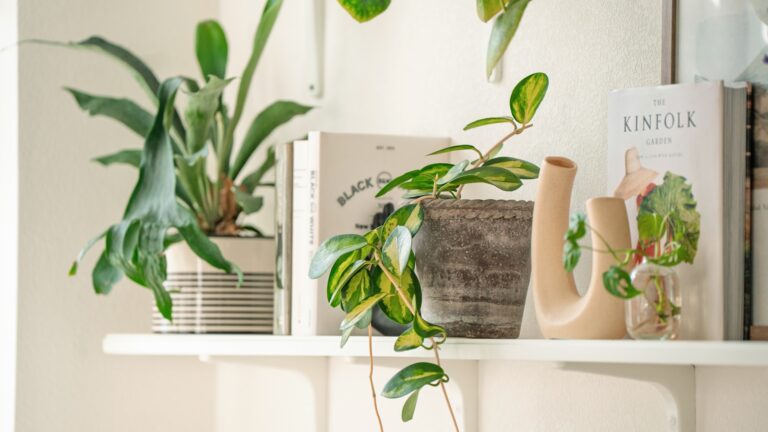 Fern calathea pebble tray shelf