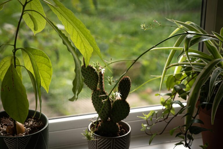 Houseplants pebble tray window sill