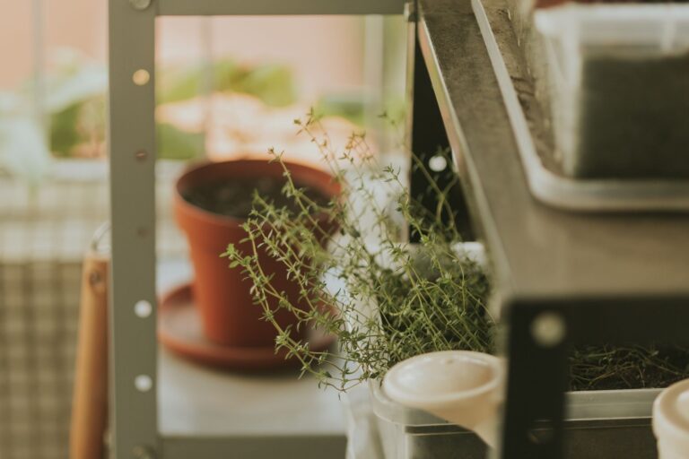 Potted herbs balcony