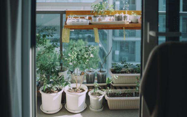How to use slow-release fertilizer for container herbs without damaging them