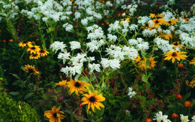 How to use succession planting for continuous blooms and harvests from spring to frost