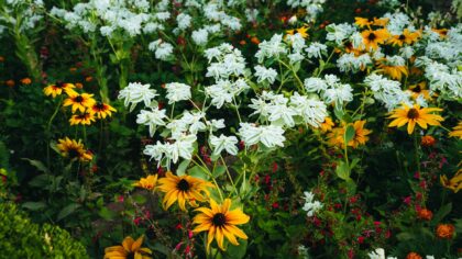 How to use succession planting for continuous blooms and harvests from spring to frost