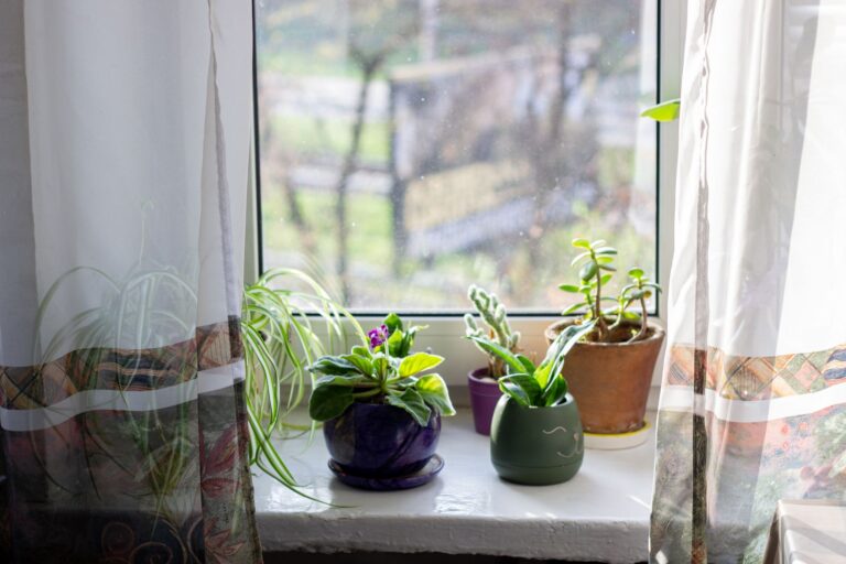 Indoor plants windowsill