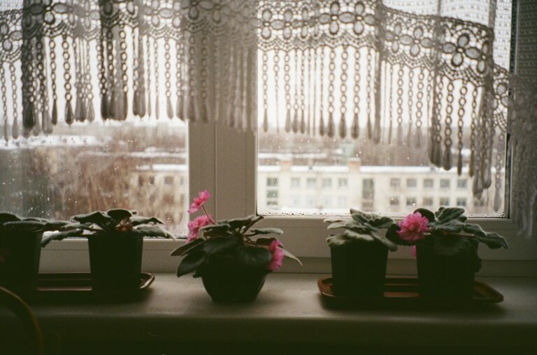 Indoor plants near