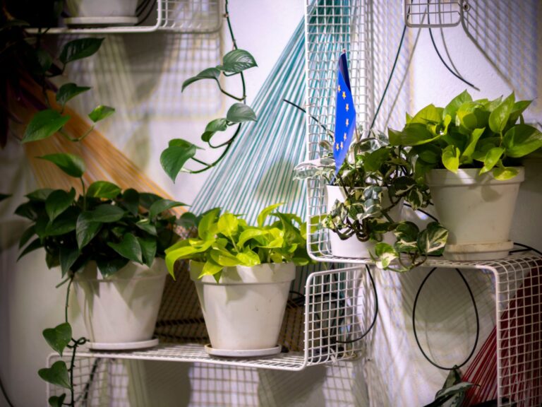 Pothos plant shelf