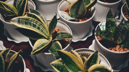 Indoor plants that thrive in low light: practical choices for dim rooms