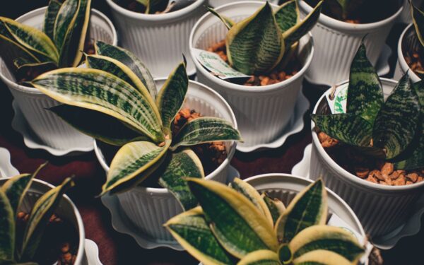 Indoor plants that thrive in low light: practical choices for dim rooms