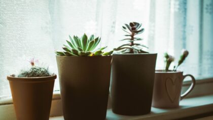 Indoor succulent care guide: simple steps to keep them compact and healthy