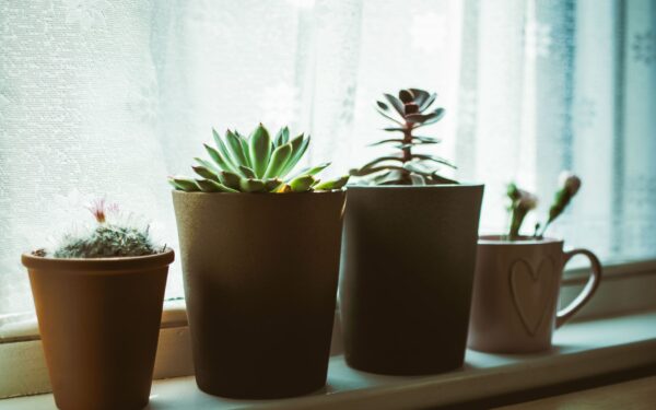 Indoor succulent care guide: simple steps to keep them compact and healthy