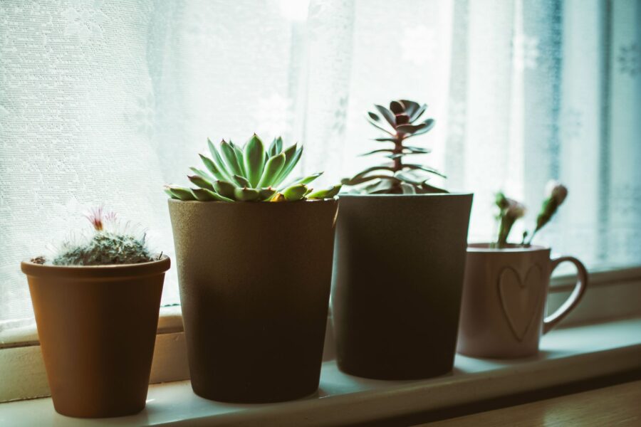 Indoor succulents windowsill