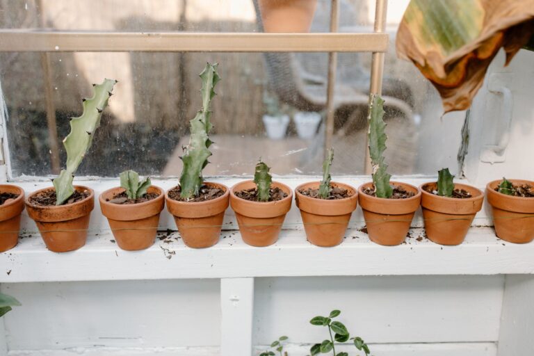 Indoor succulents windowsill