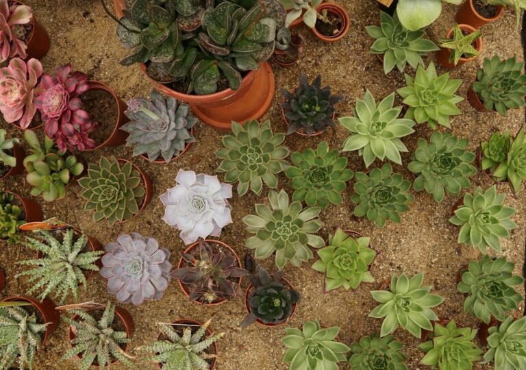 Close succulent leaves