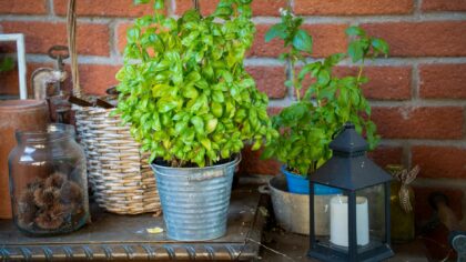 Informal container garden design that looks effortless but feels intentional
