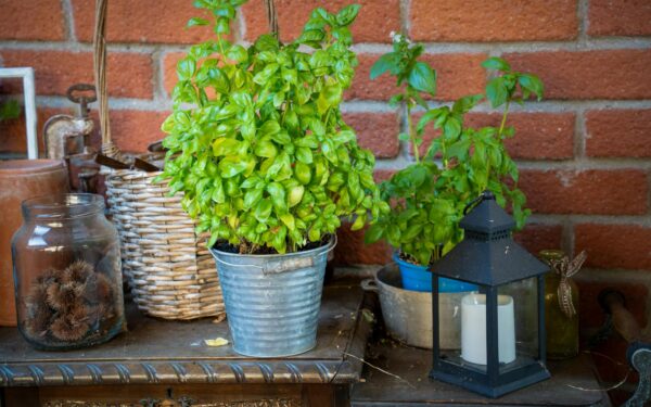 Informal container garden design that looks effortless but feels intentional