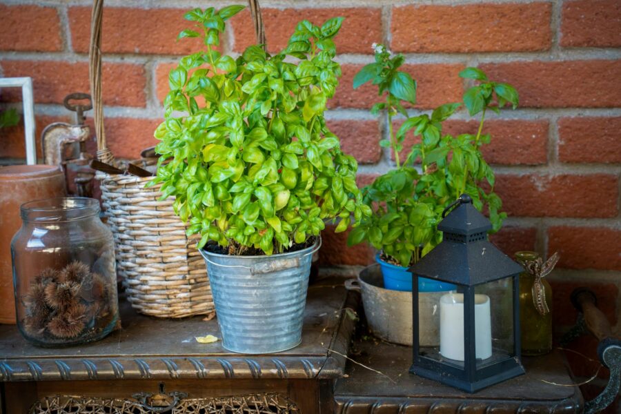Terracotta metal plant containers patio grouping