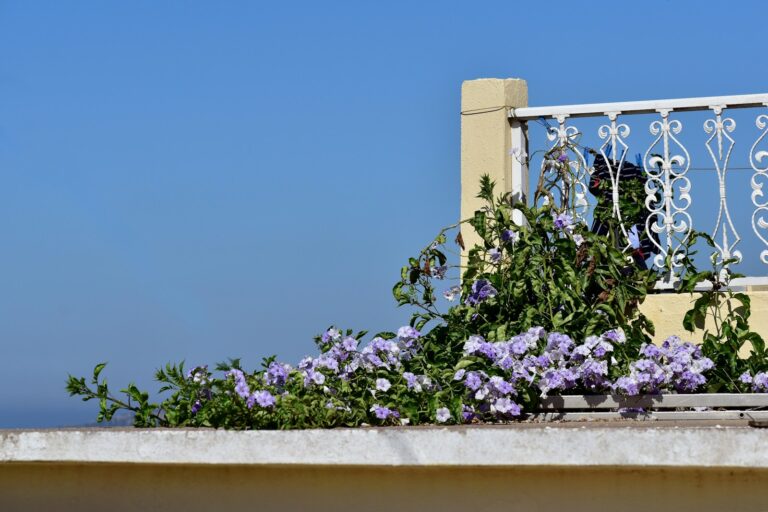 Balcony railing planters mixed flowers close textured foliage