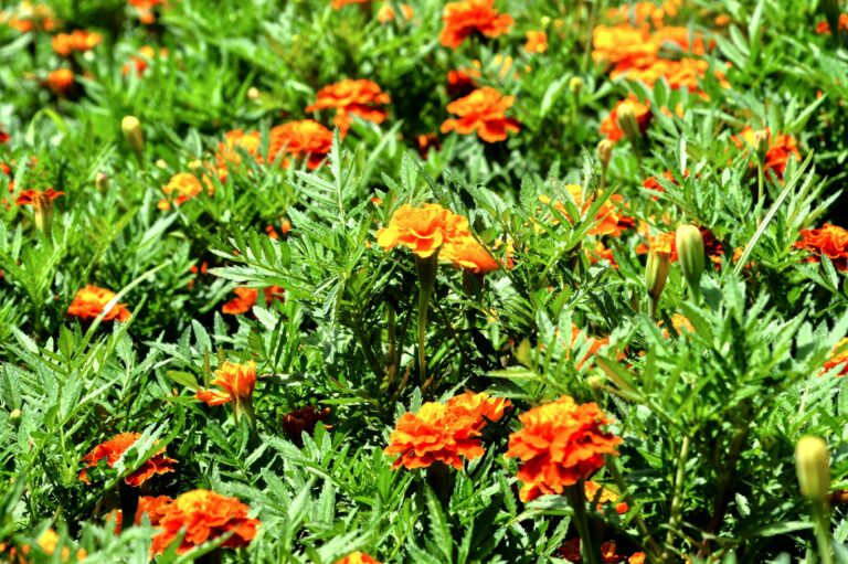 Marigolds planted among tomato plants garden bed