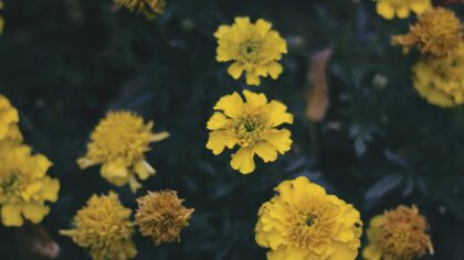 Interplanting marigolds with vegetables for healthier, more vibrant garden beds