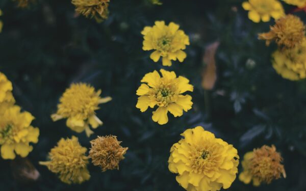 Interplanting marigolds with vegetables for healthier, more vibrant garden beds