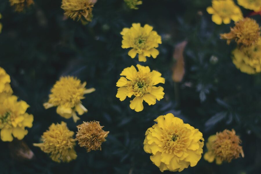 Marigolds planted among tomato plants garden bed