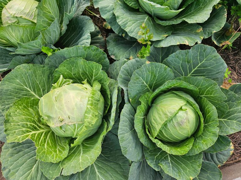 Close french marigolds cabbage vegetable garden