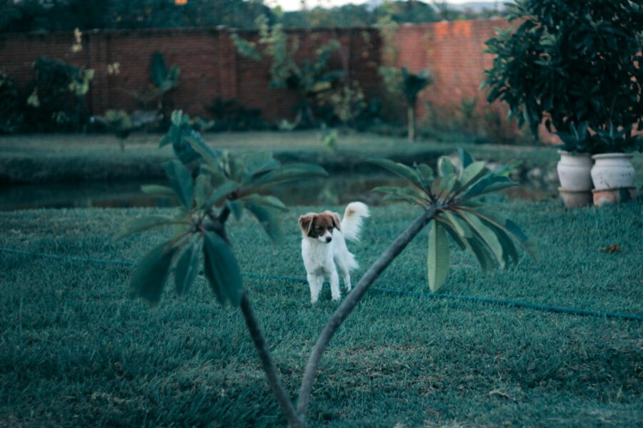 Garden lawn edging brick border grass