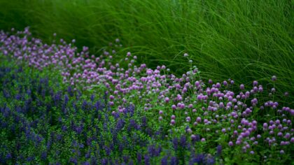 Layered flower beds that add depth and colour to any garden
