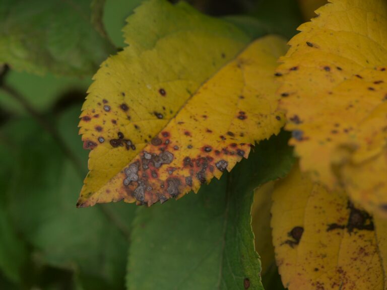 Tomato leaves brown