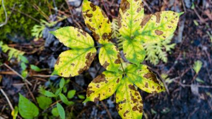 Leaf spots on garden plants and how to manage them naturally