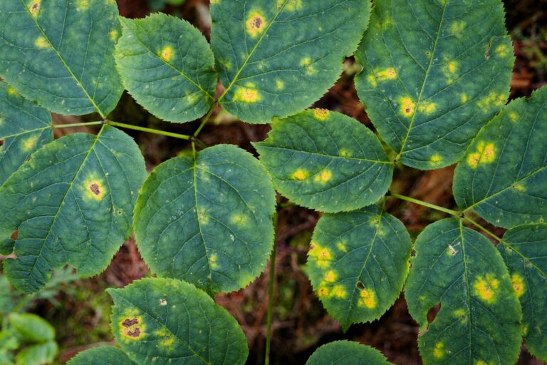 Garden plant leaf