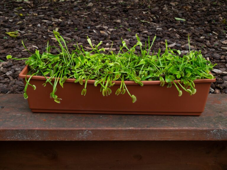 Raised bed spinach