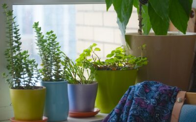 Low light houseplant care guide for homes that never get direct sun