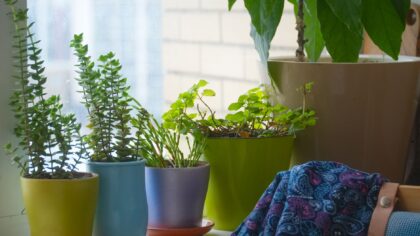 Low light houseplant care guide for homes that never get direct sun