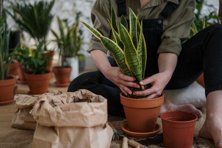 Snake plant plant
