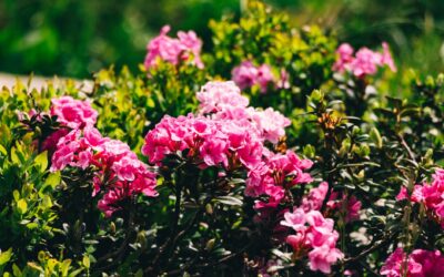 Low-maintenance flower beds that still look full and colorful