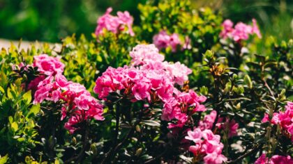 Low-maintenance flower beds that still look full and colorful
