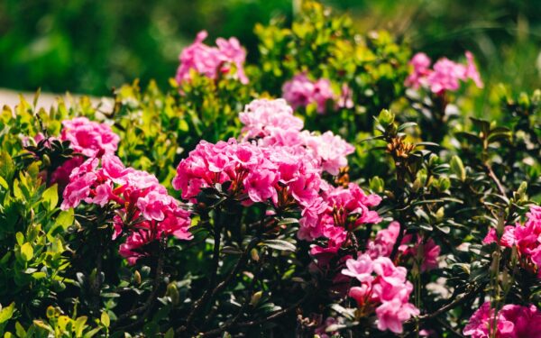 Low-maintenance flower beds that still look full and colorful