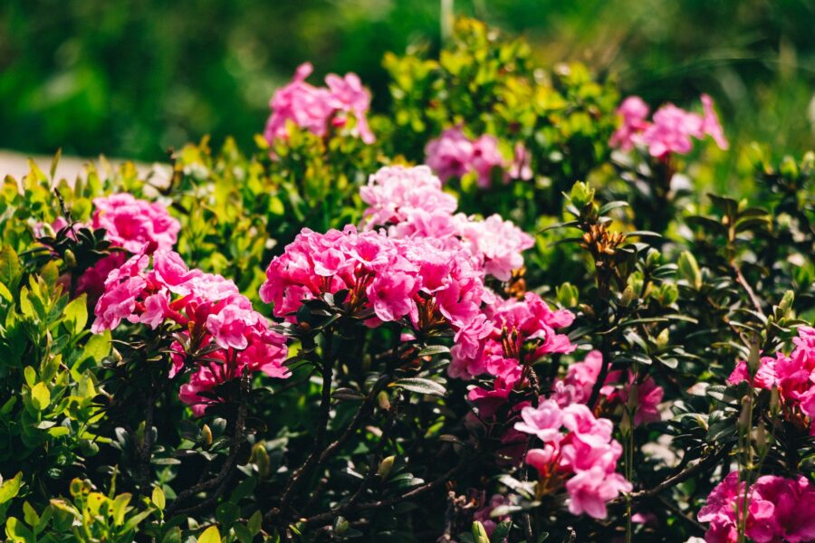 Perennial flower bed