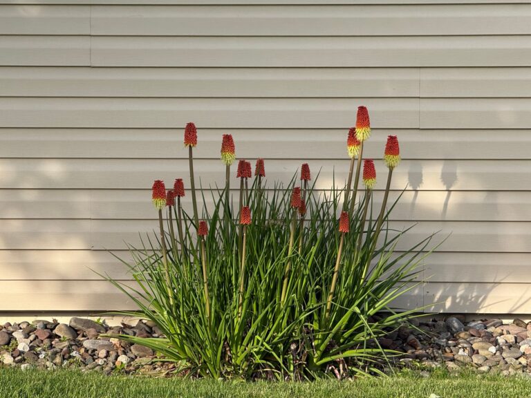 Perennial flower bed