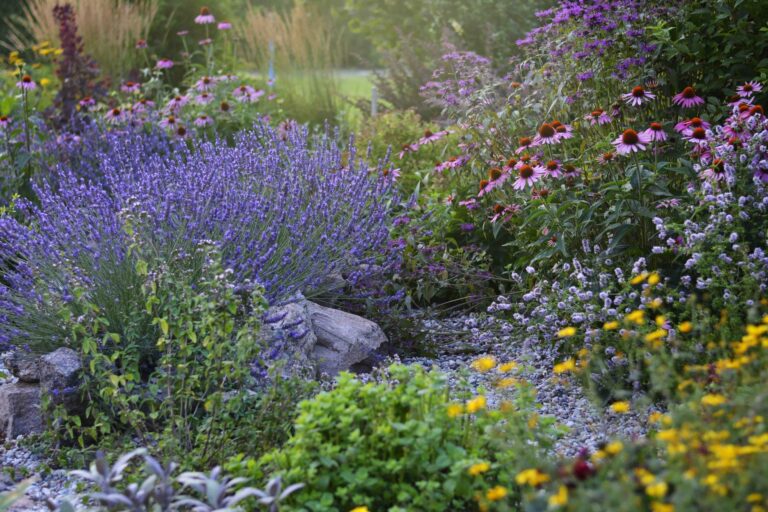 Low maintenance flower