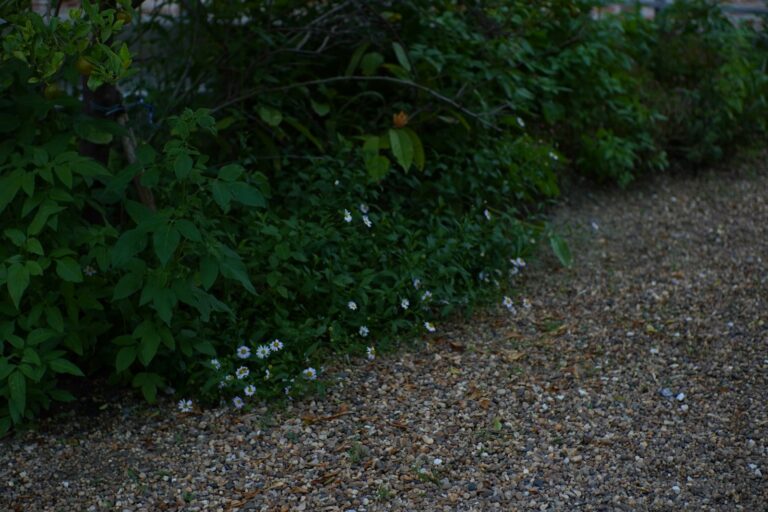 Low maintenance garden