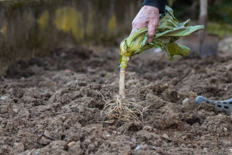 Root vegetables soil