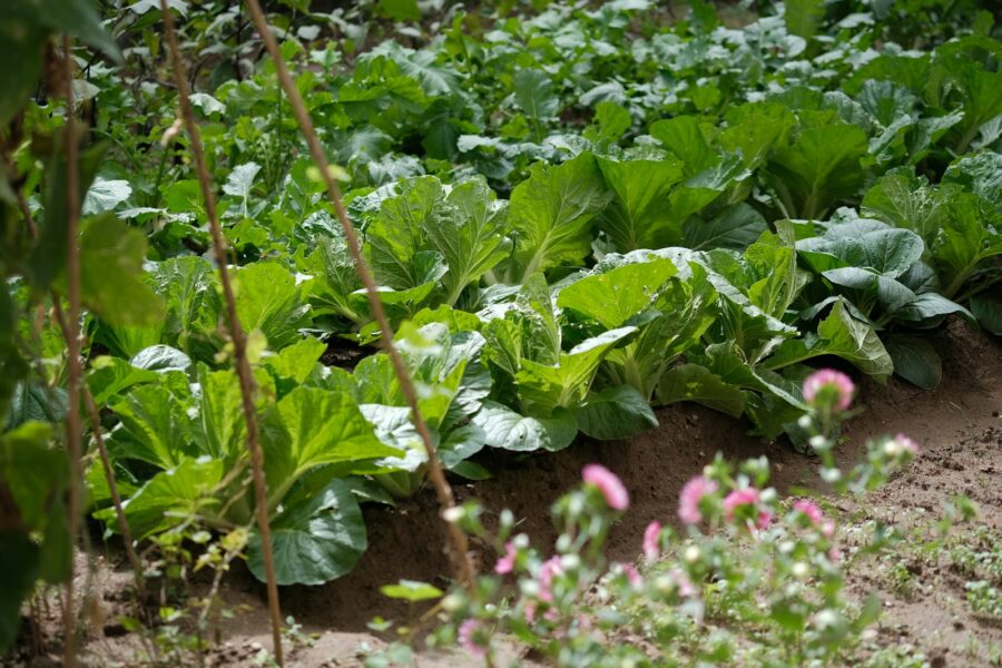 Vegetable garden bed