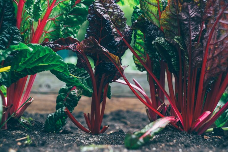 Raised vegetable bed carrots beets kale