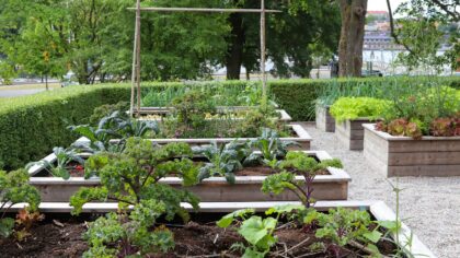 Low‑maintenance vegetables that quietly thrive with minimal care